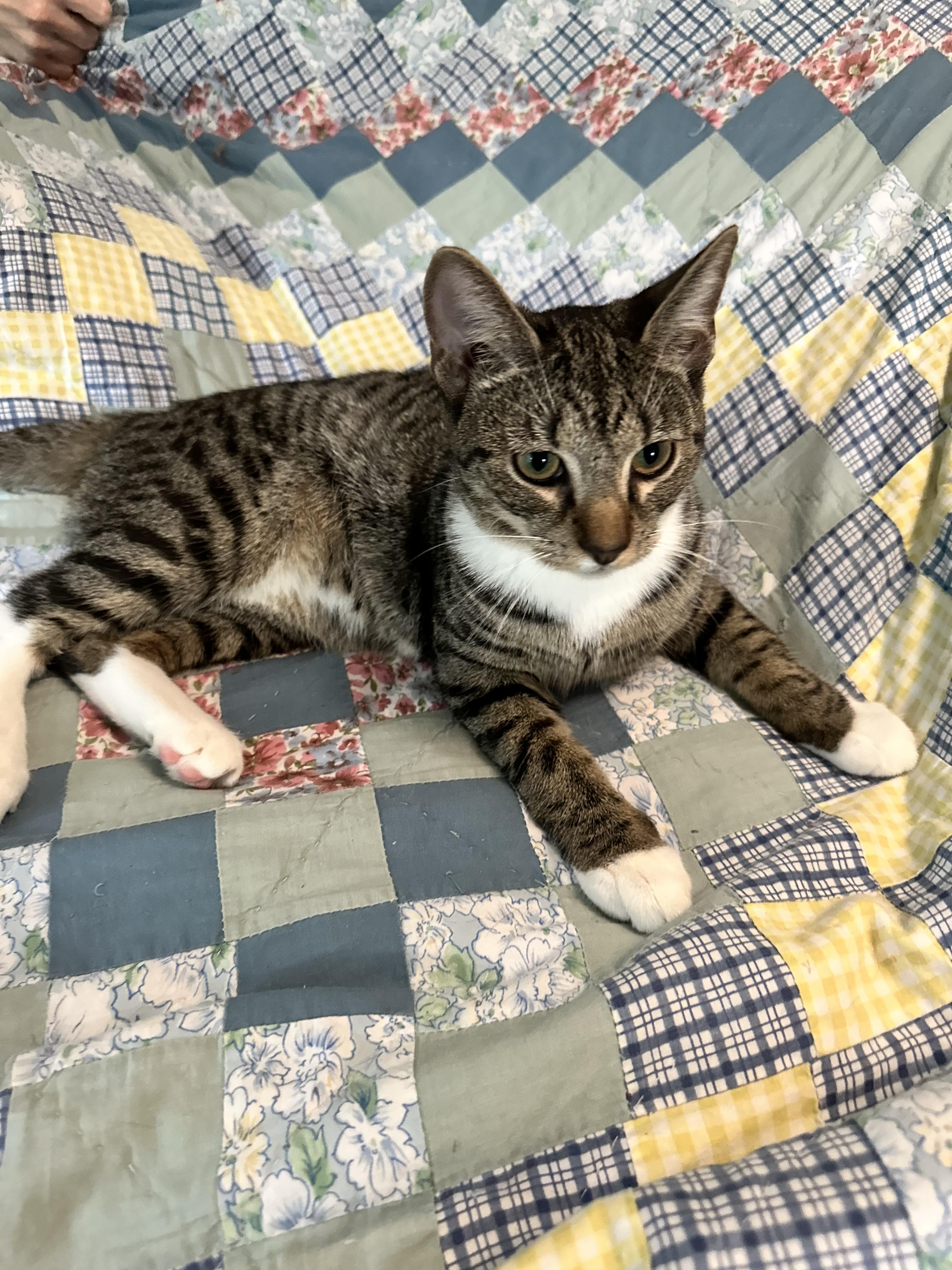 Earnest, Adoptable, Kitten Male Domestic Short Hair.