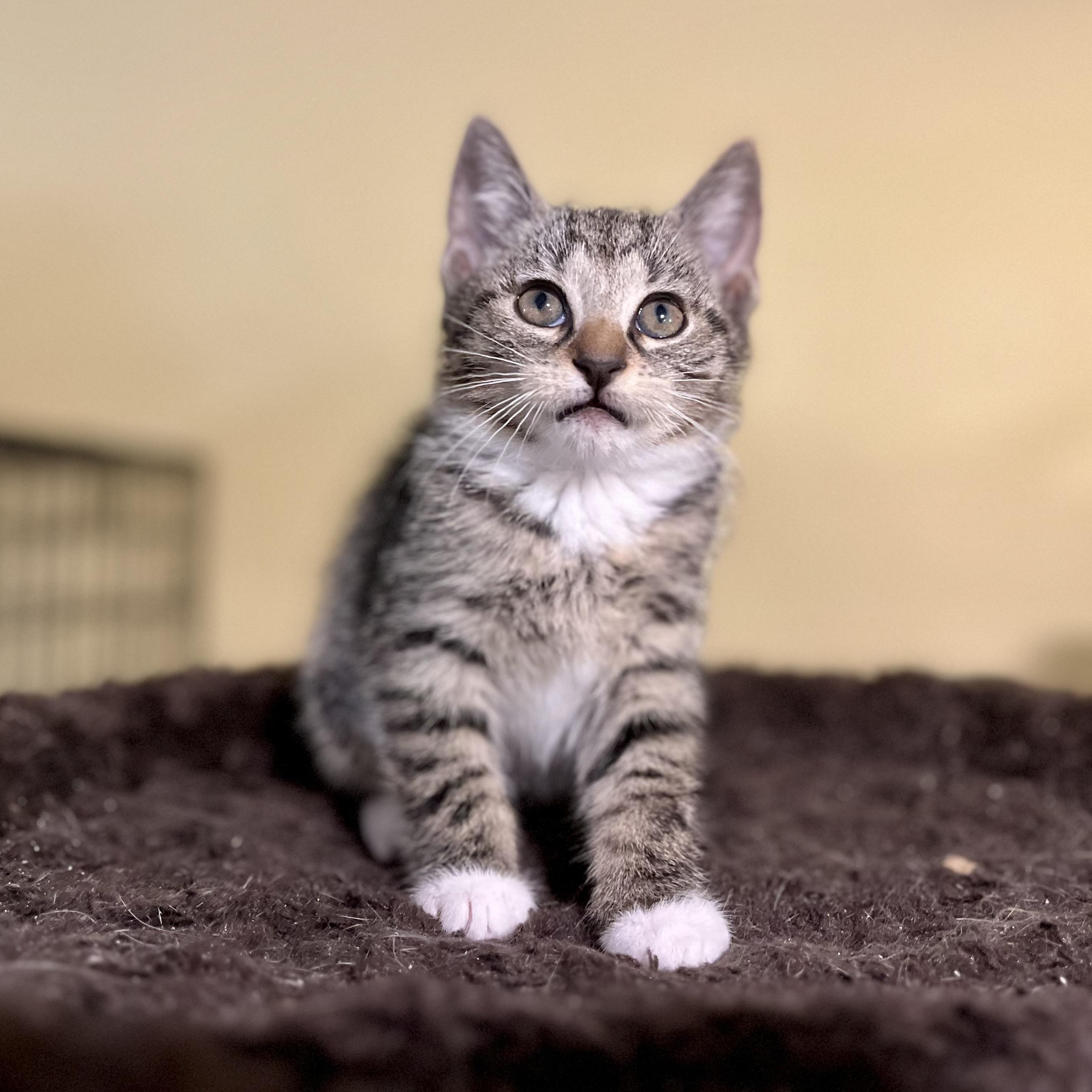 Earnest, a Adoptable Domestic Short Hair in Greensboro, NC image 3/5