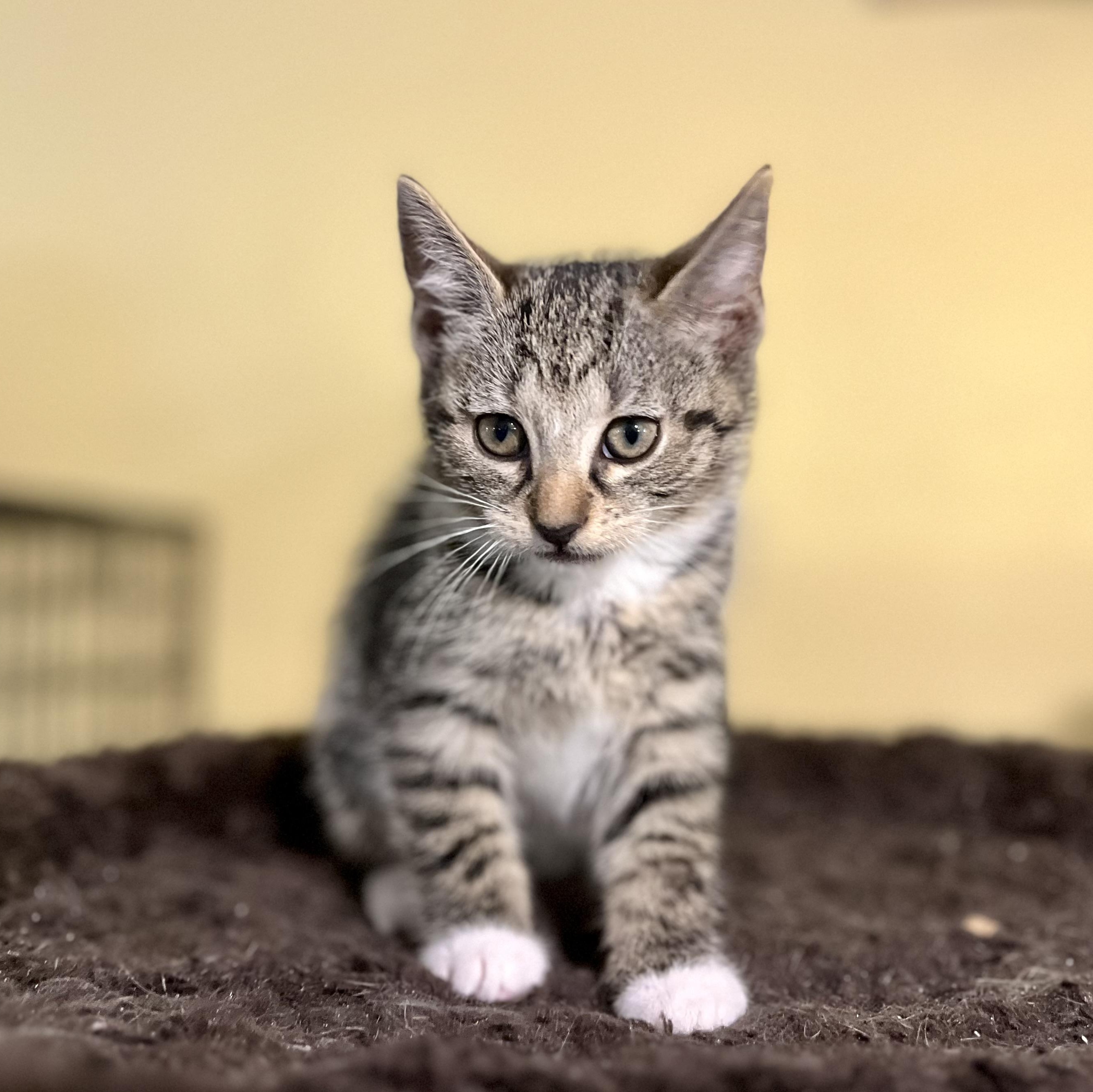 Earnest, a Adoptable Domestic Short Hair in Greensboro, NC image 4/5