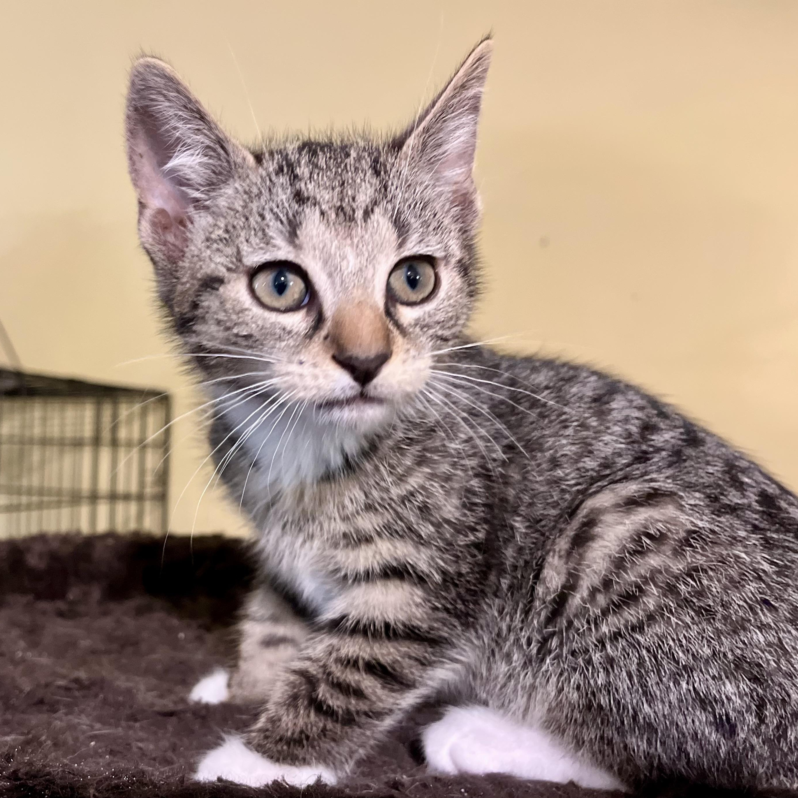 Earnest, a Adoptable Domestic Short Hair in Greensboro, NC image 2/5