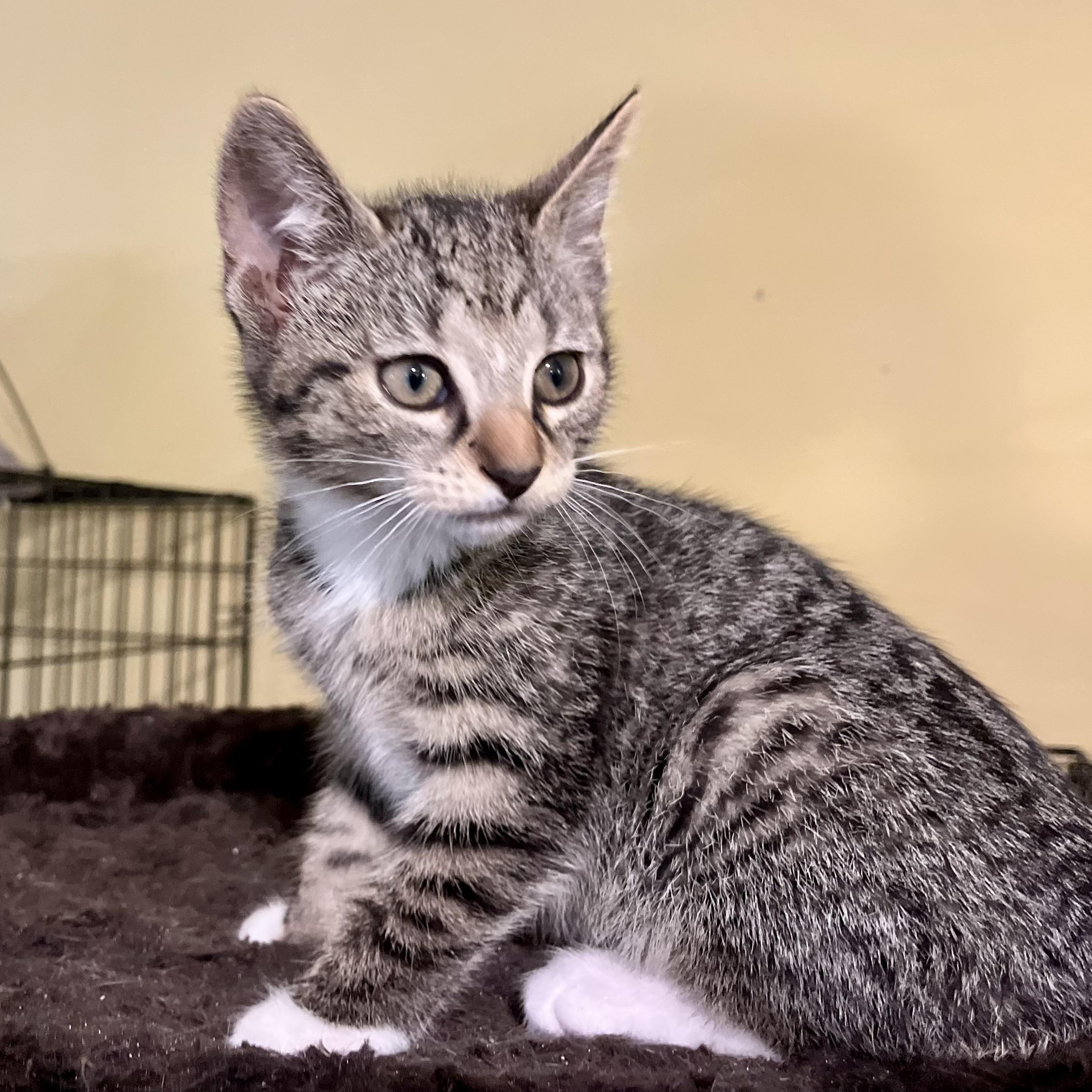 Earnest, a Adoptable Domestic Short Hair in Greensboro, NC image 5/5