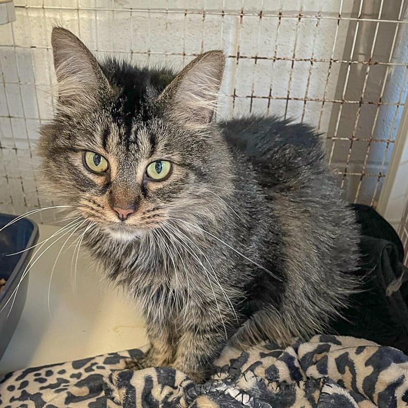 Enlarge Wednesday, a Adoptable mixed breed in Huntley, IL image 2/6