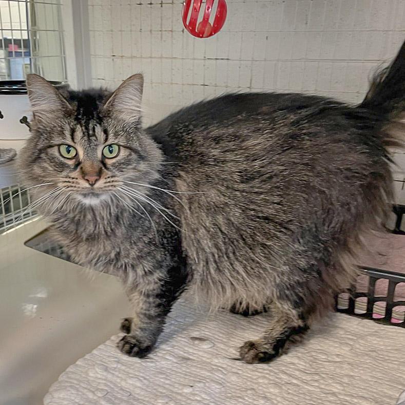 Enlarge Wednesday, a Adoptable mixed breed in Huntley, IL image 3/6