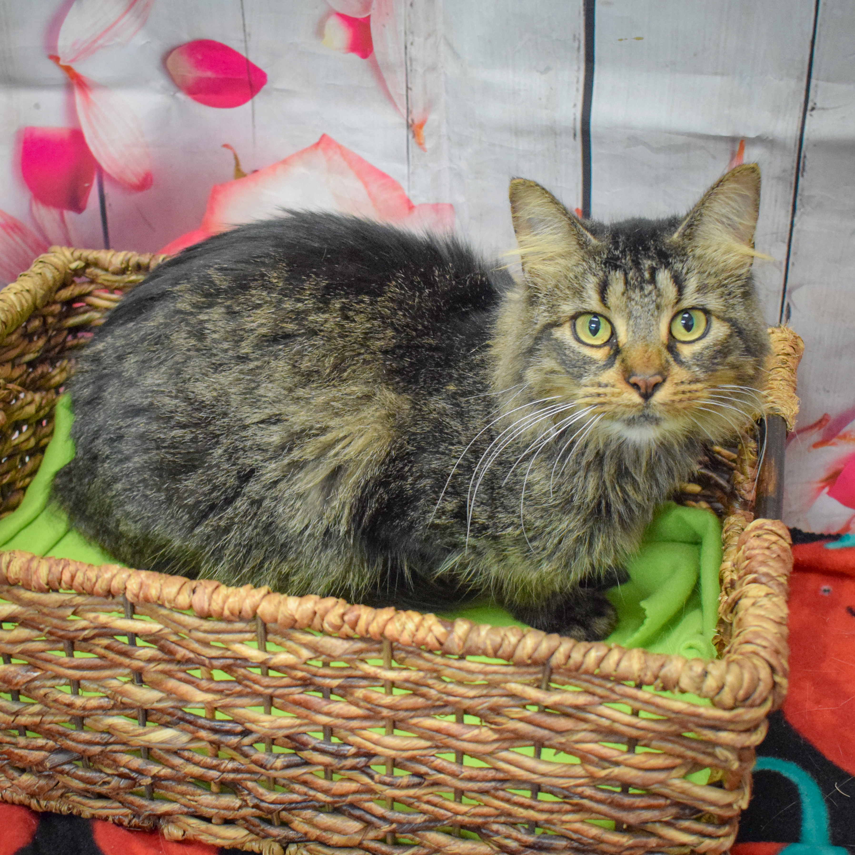 Enlarge Wednesday, a Adoptable mixed breed in Huntley, IL image 5/6