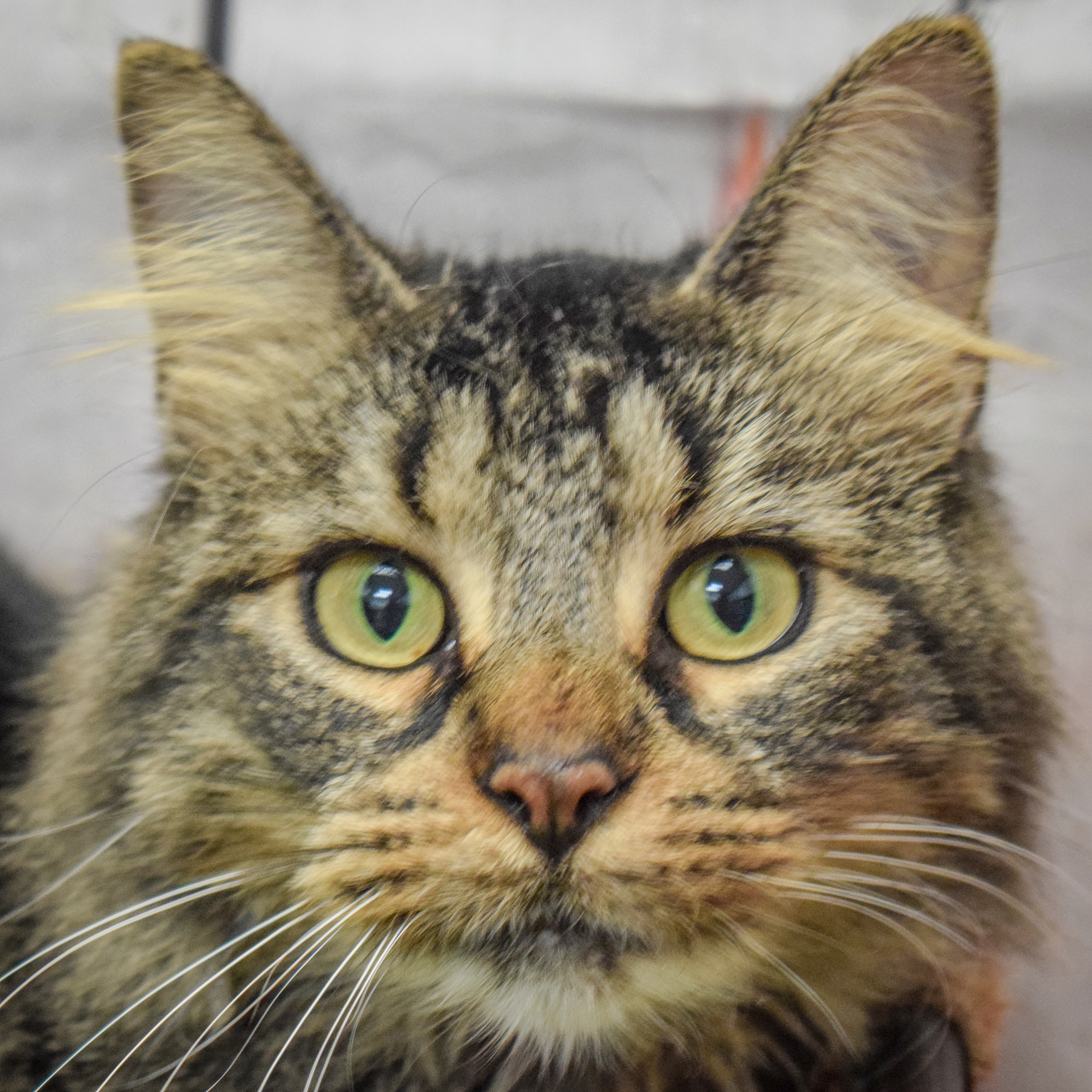 Enlarge Wednesday, a Adoptable mixed breed in Huntley, IL image 1/6