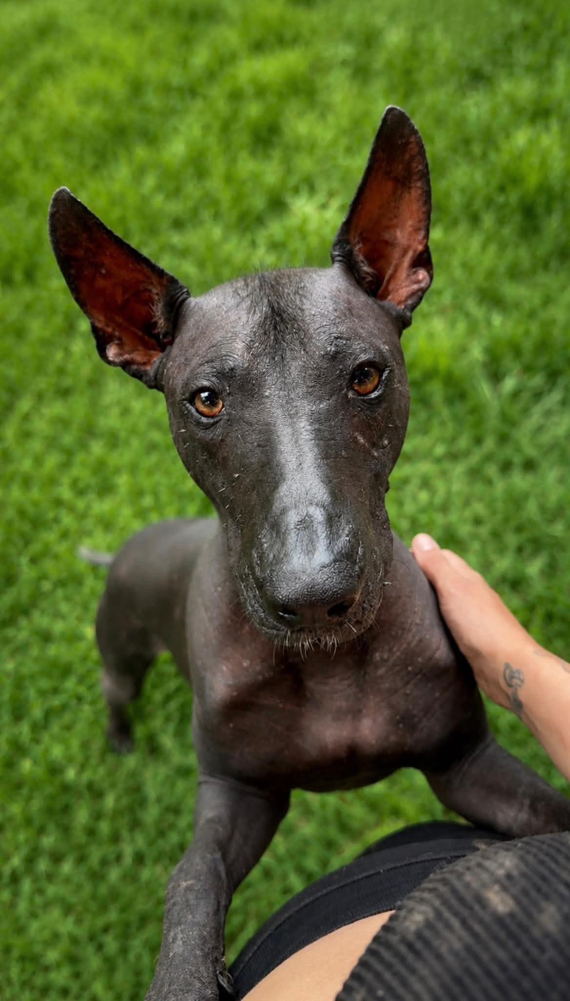 Dogs Rutting Vintorez - Adoptable Pet | Petfinder
