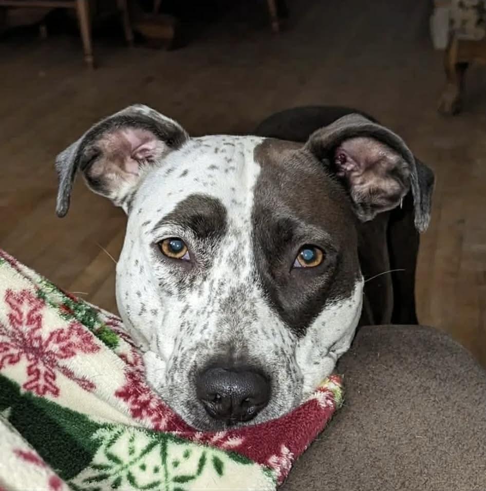 Enlarge Peggy, a Adoptable mixed breed in Toledo, OH image 2/3