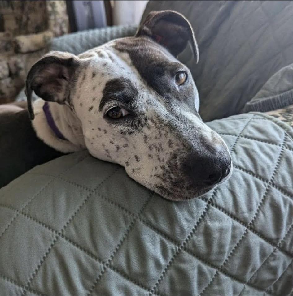 Peggy, Adoptable, Adult Female Hound & Pit Bull Terrier.