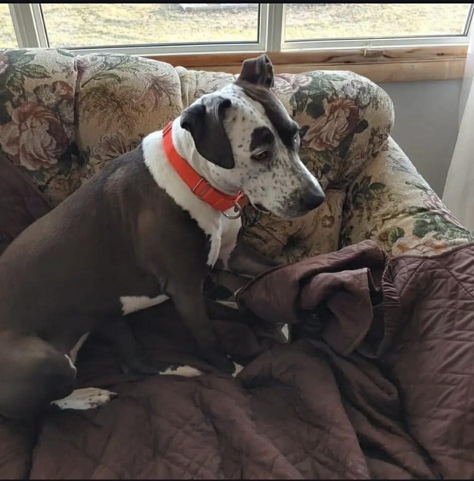 Enlarge Peggy, a Adoptable mixed breed in Toledo, OH image 3/3