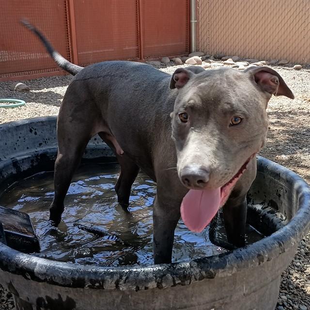 Enlarge BABY BIRD, a Adoptable Pit Bull Terrier in Phoenix, AZ image 1/1