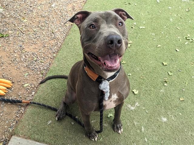 BABY BIRD, Adoptable, Young Male Pit Bull Terrier.