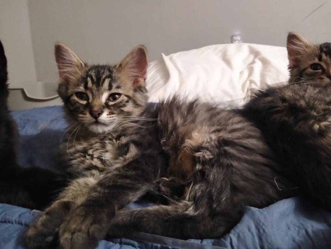 Hansel, ADOPTABLE, Kitten Male Tabby & Domestic Medium Hair.