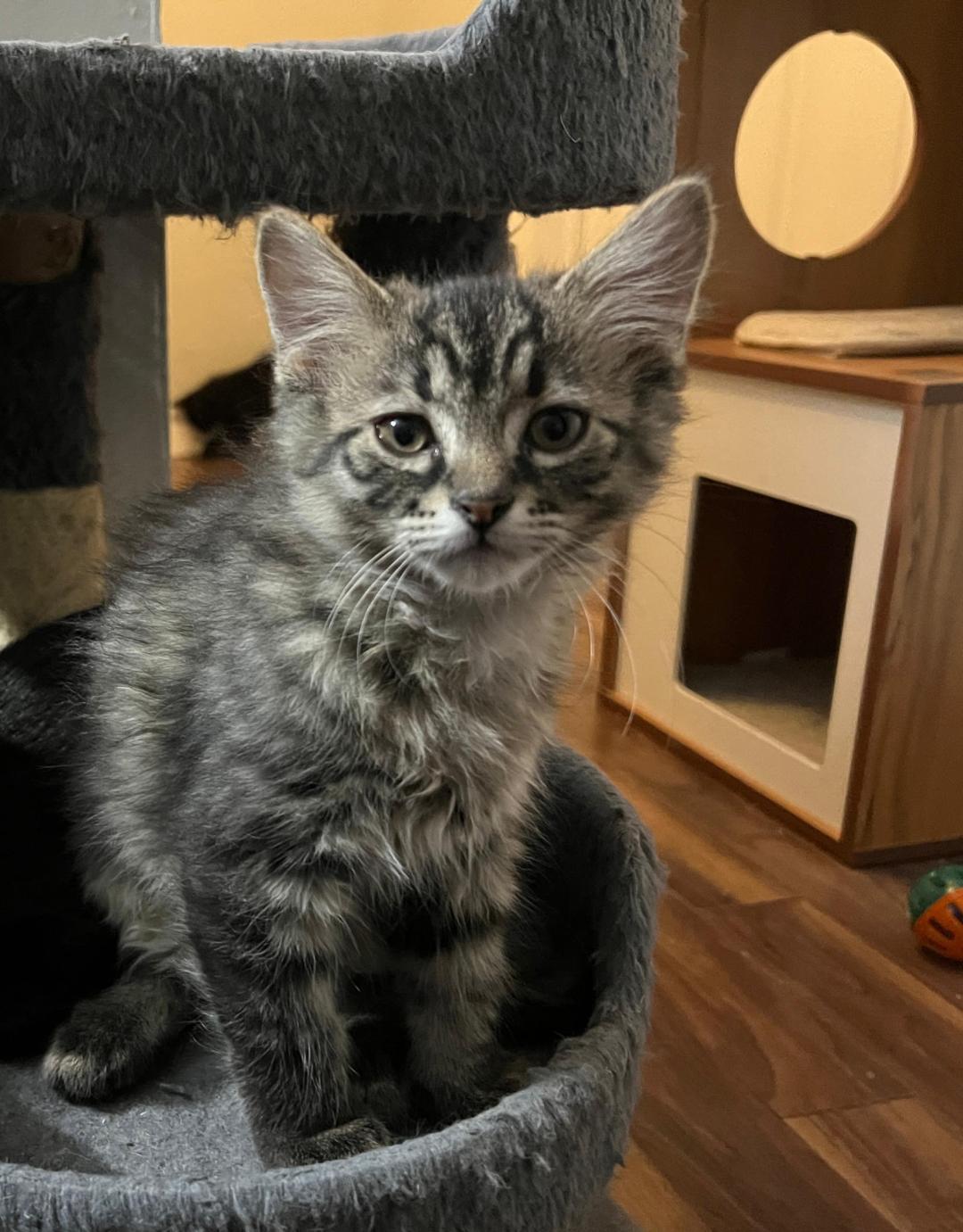 Hansel, a ADOPTABLE mixed breed in Hamilton, ON image 2/2