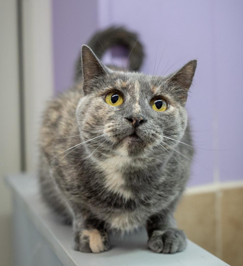 Enlarge Jett, a Adoptable mixed breed in Utica, MI image 1/6
