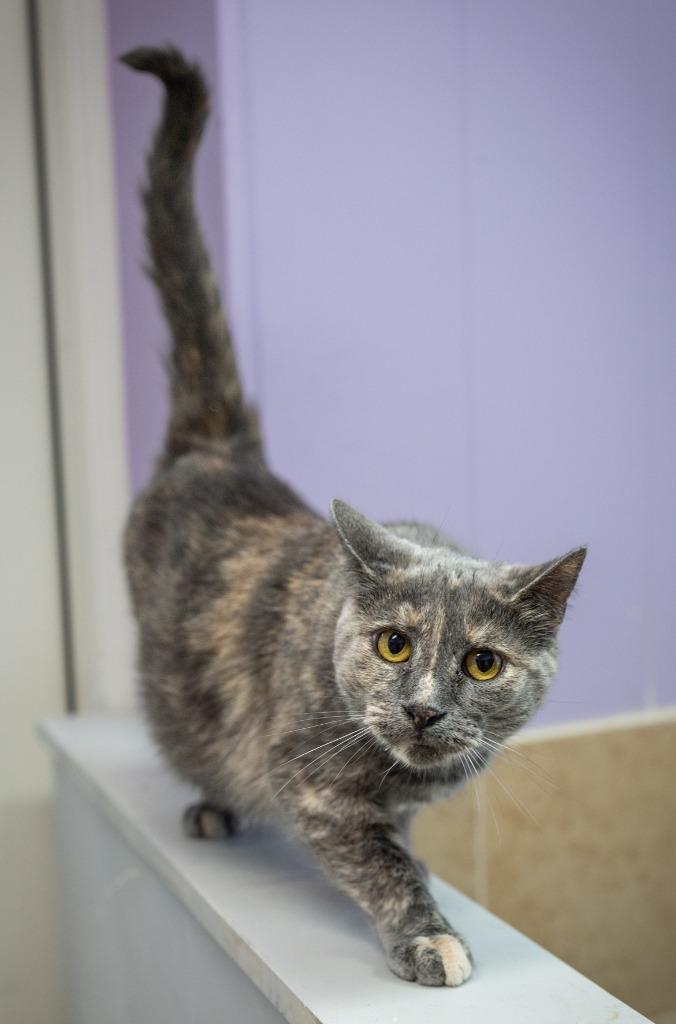 Enlarge Jett, a Adoptable mixed breed in Utica, MI image 2/6