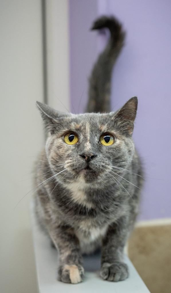 Enlarge Jett, a Adoptable mixed breed in Utica, MI image 3/6
