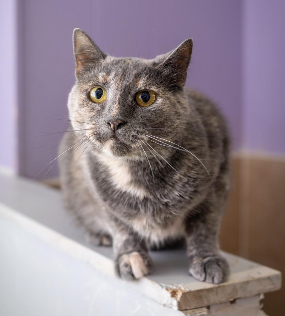 Enlarge Jett, a Adoptable mixed breed in Utica, MI image 4/6