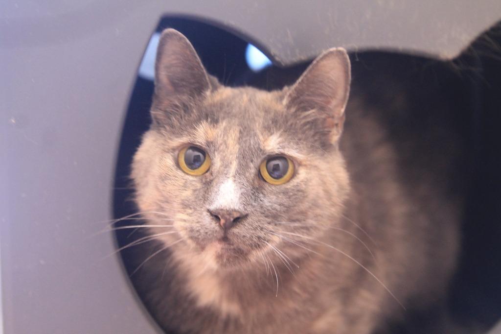Enlarge Jett, a Adoptable mixed breed in Utica, MI image 5/6