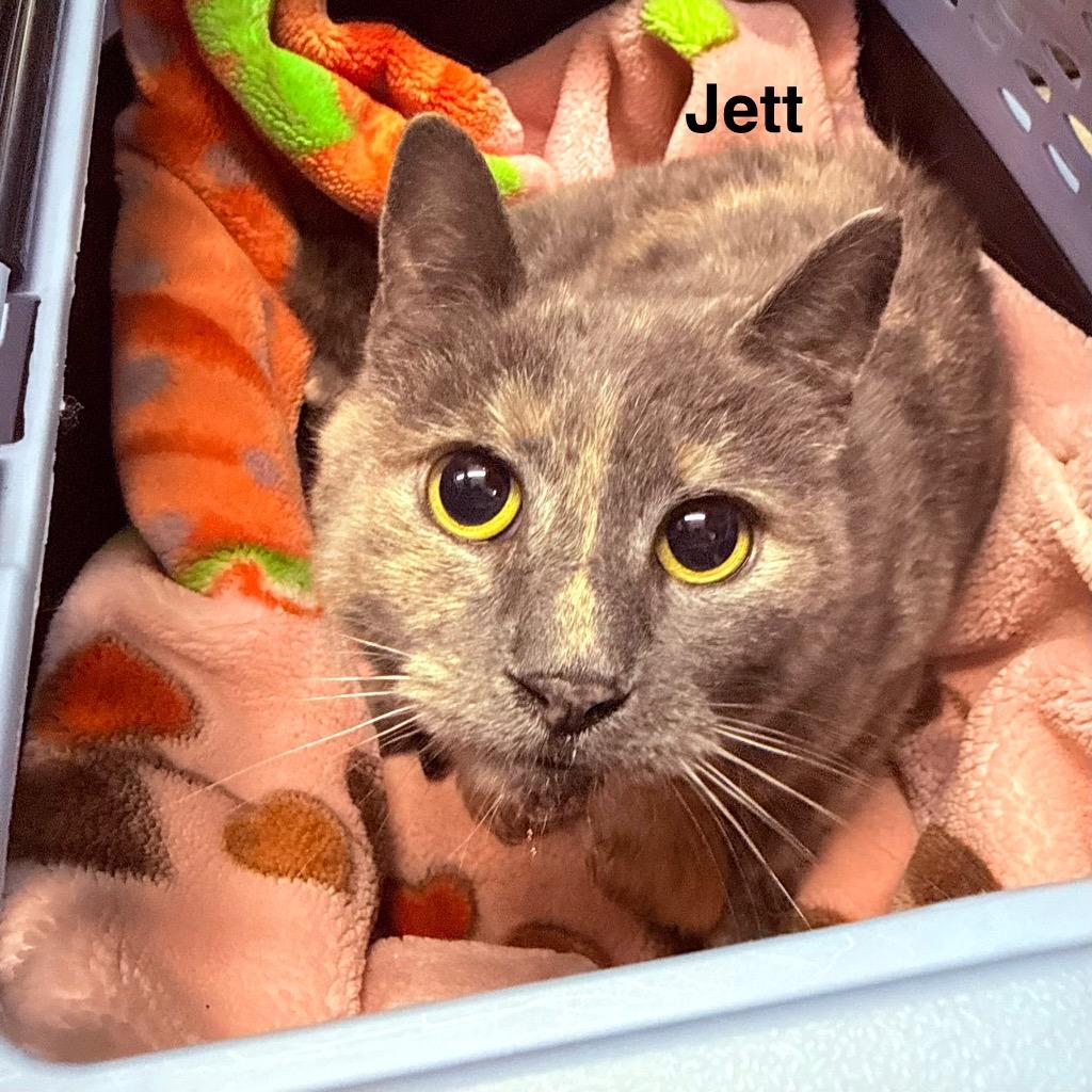 Jett, a Adoptable mixed breed in Utica, MI image 3/5