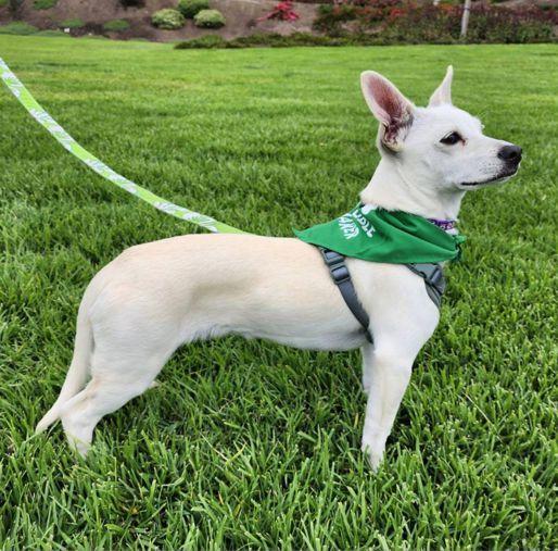 Enlarge Lucky Zero, a Adoptable mixed breed in Anaheim Hills, CA image 1/3