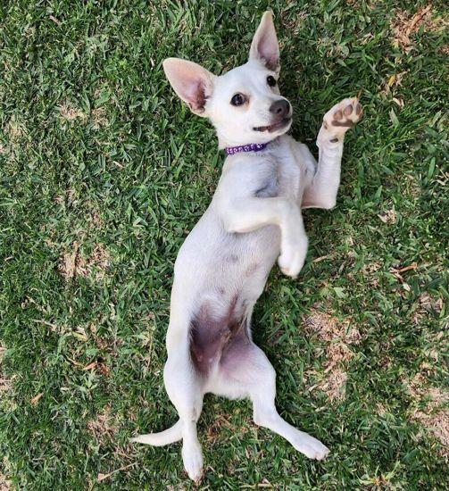 Enlarge Lucky Zero, a Adoptable mixed breed in Anaheim Hills, CA image 2/3