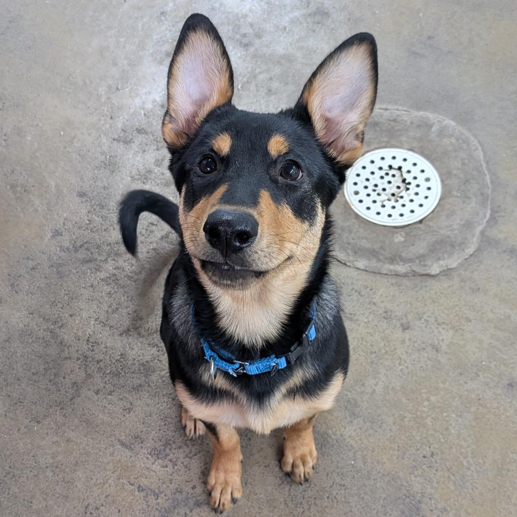 Abigale, Adoptable, Puppy Female Shepherd.