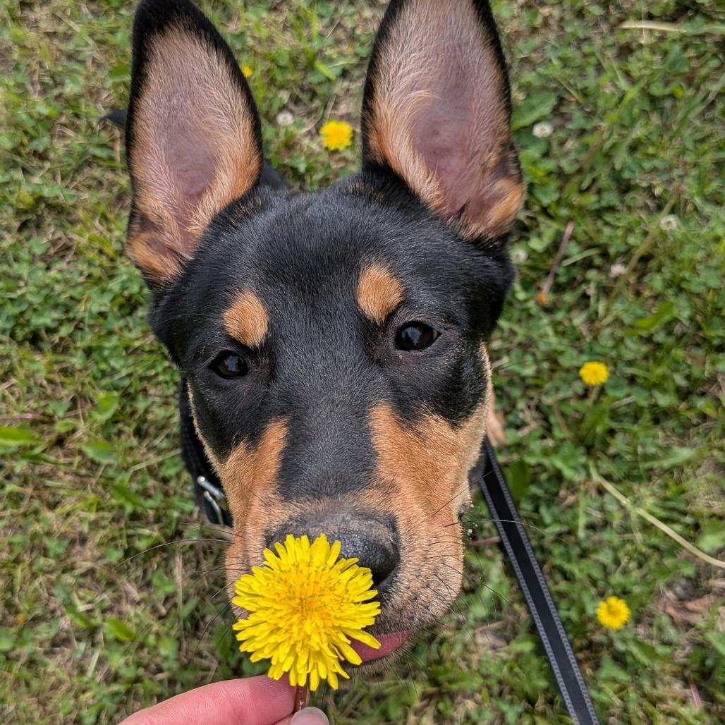 Enlarge Abigale, a Adoptable mixed breed in Tulsa, OK image 2/6