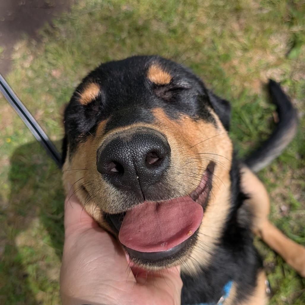 Enlarge Abigale, a Adoptable mixed breed in Tulsa, OK image 3/6