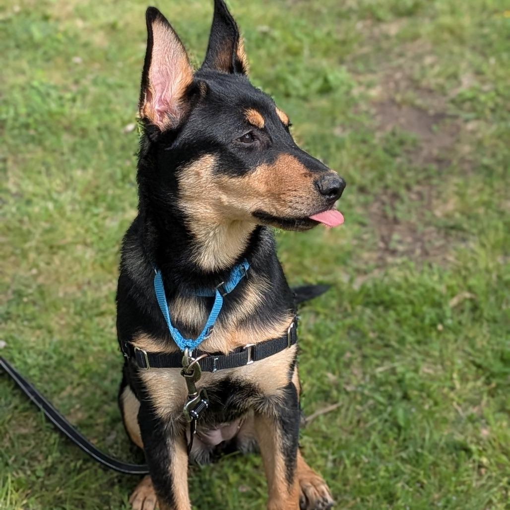 Enlarge Abigale, a Adoptable mixed breed in Tulsa, OK image 4/6