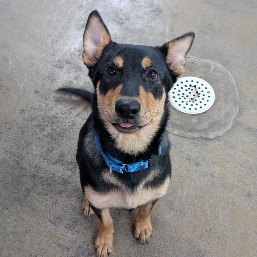 Enlarge Abigale, a Adoptable mixed breed in Tulsa, OK image 5/6