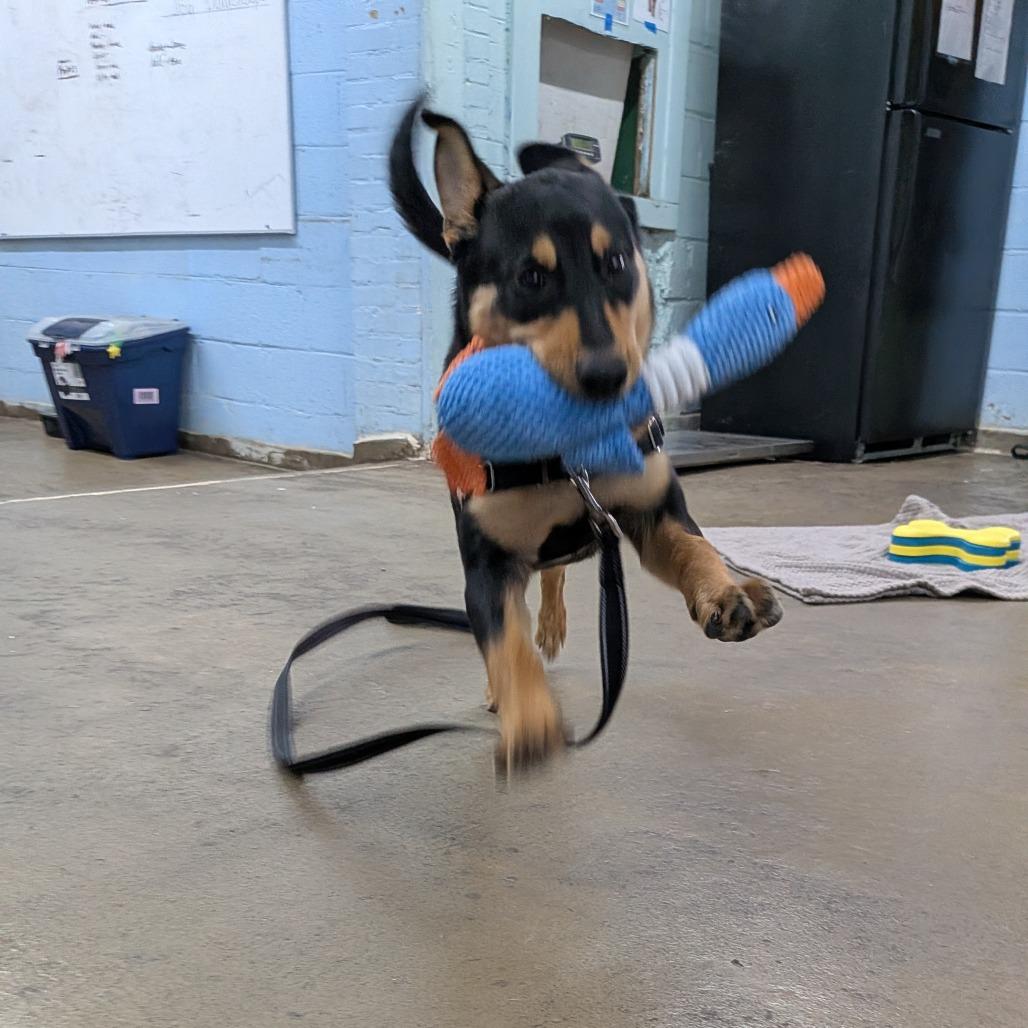 Enlarge Abigale, a Adoptable mixed breed in Tulsa, OK image 6/6