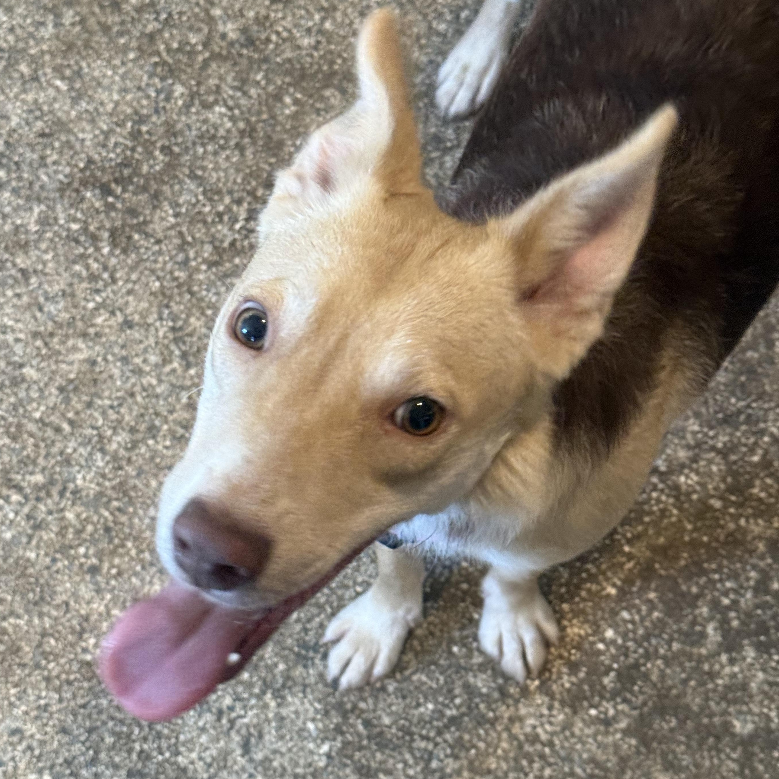 Enlarge Sadie, a ADOPTABLE mixed breed in Carver, MA image 1/3