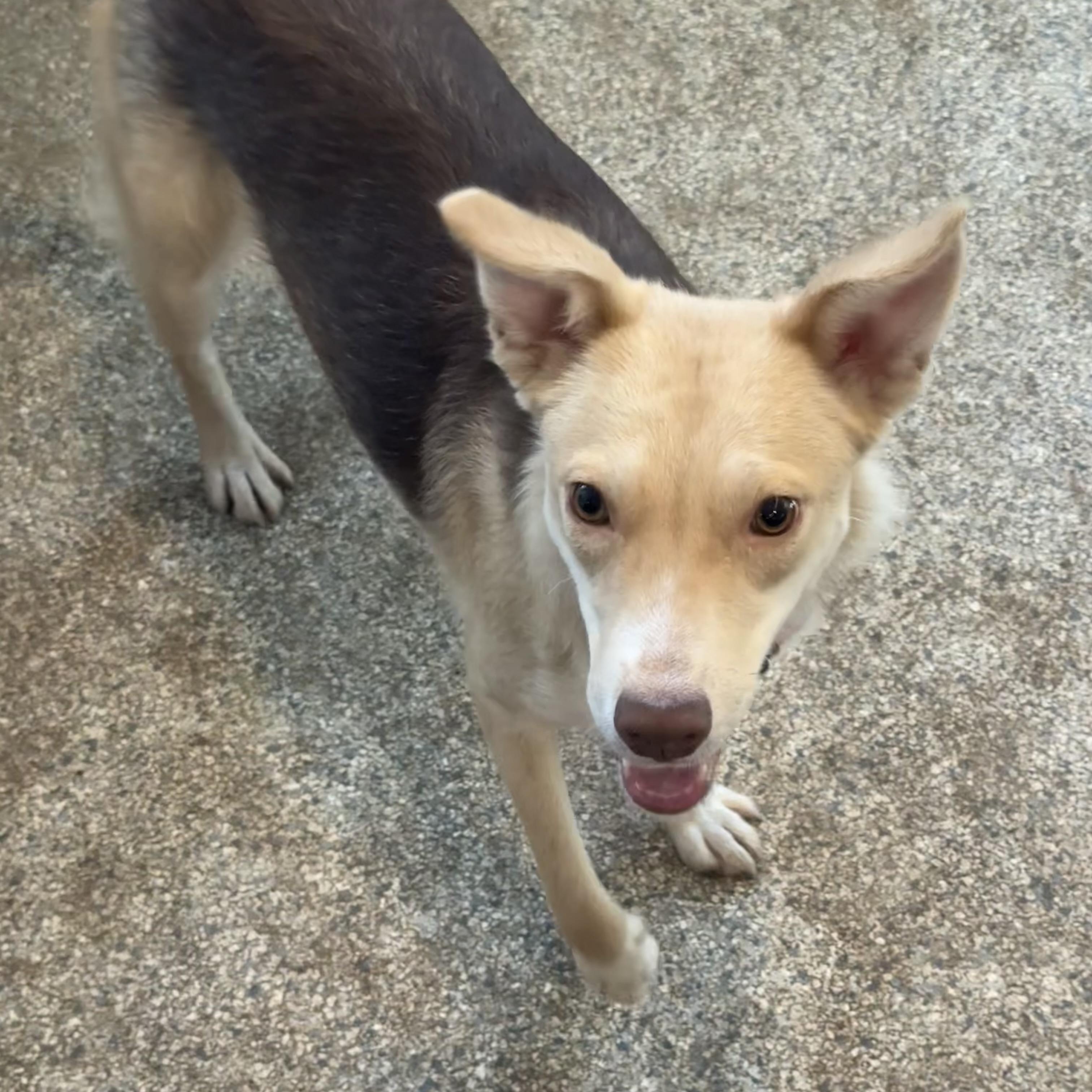 Enlarge Sadie, a ADOPTABLE mixed breed in Carver, MA image 3/3