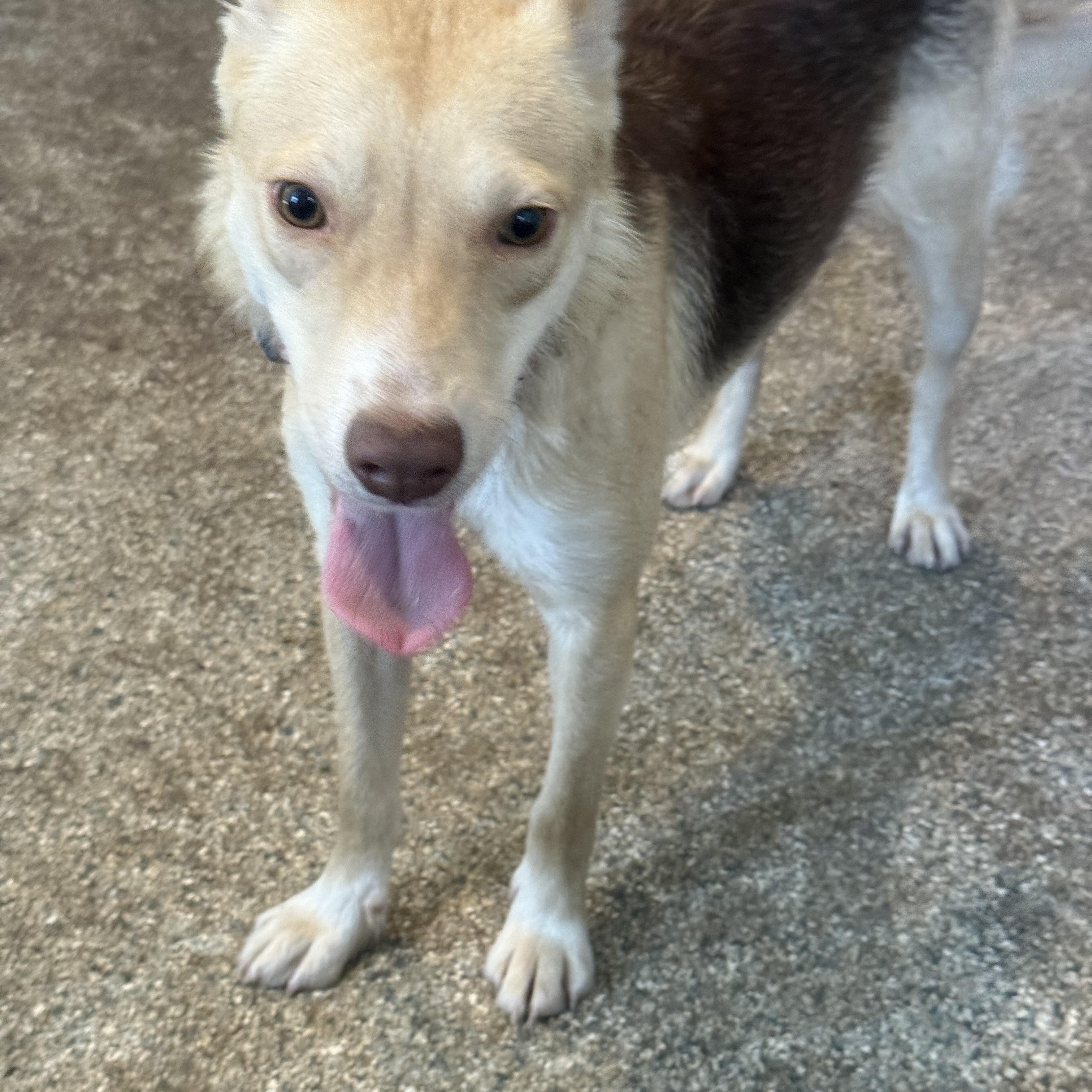 Enlarge Sadie, a ADOPTABLE mixed breed in Carver, MA image 2/3
