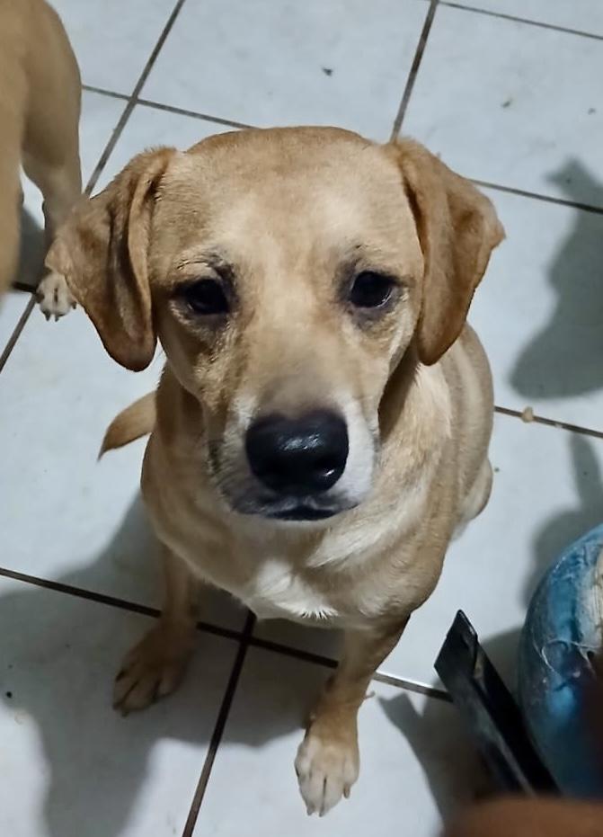 Enlarge Chikis (2), a Adoptable mixed breed in Mexicali, BCN image 1/6