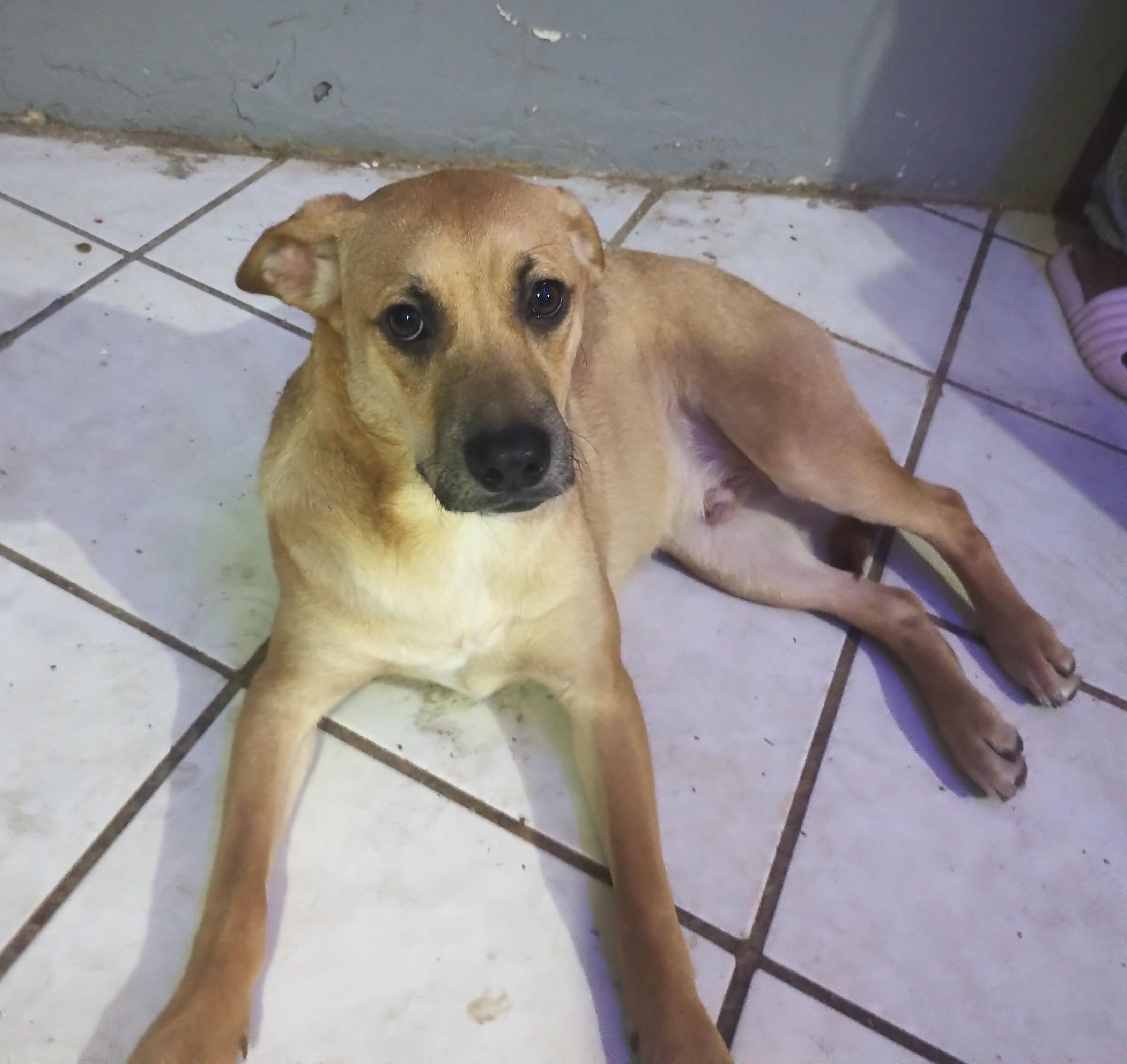 Chikis (2) photo 1
