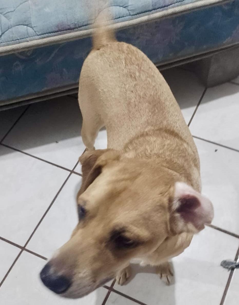 Enlarge Chikis (2), a Adoptable mixed breed in Mexicali, BCN image 3/6