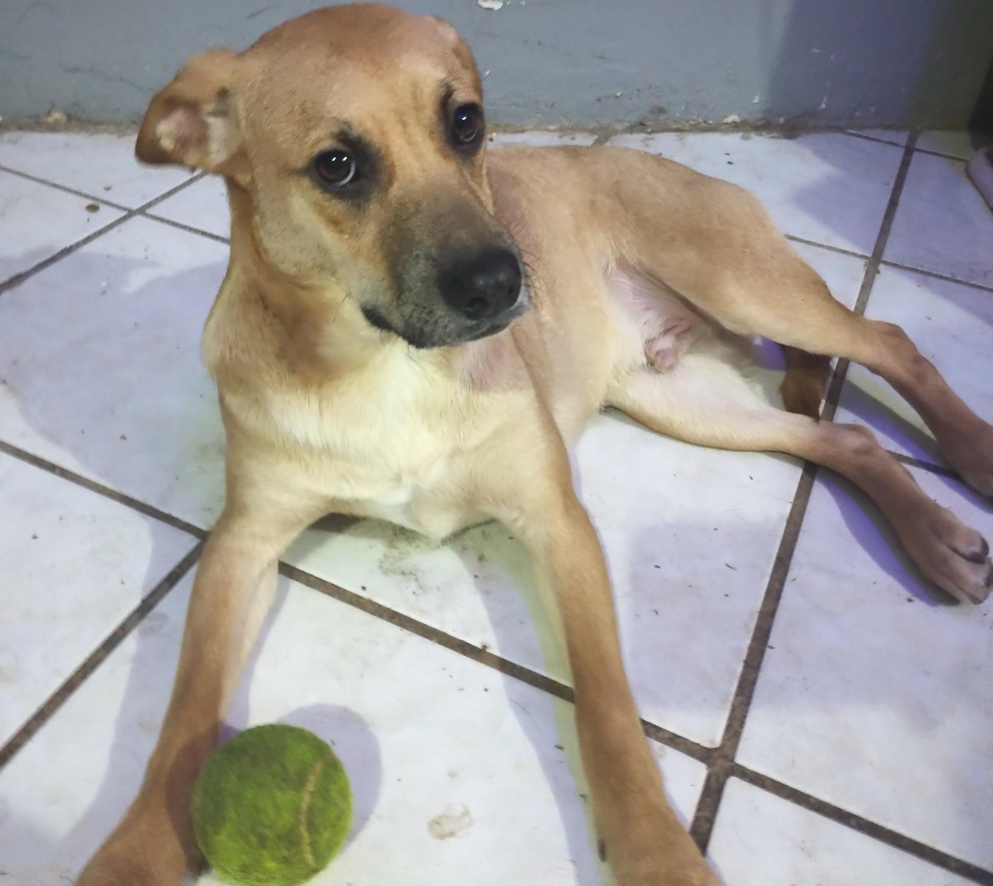 Chikis (2) photo 2
