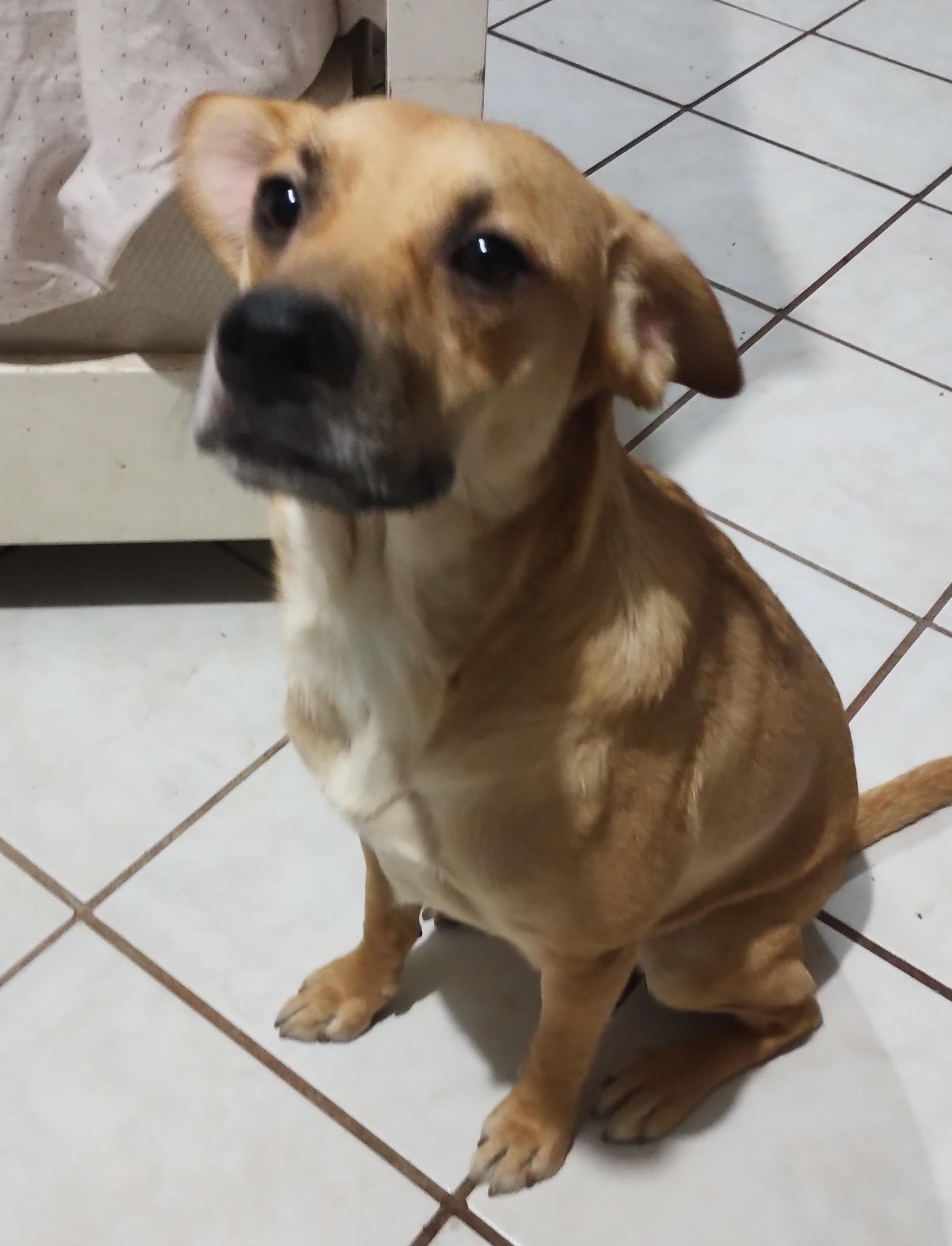 Chikis (2), an adoptable Shepherd in Mexicali, BCN, 21280 | Photo Image 3