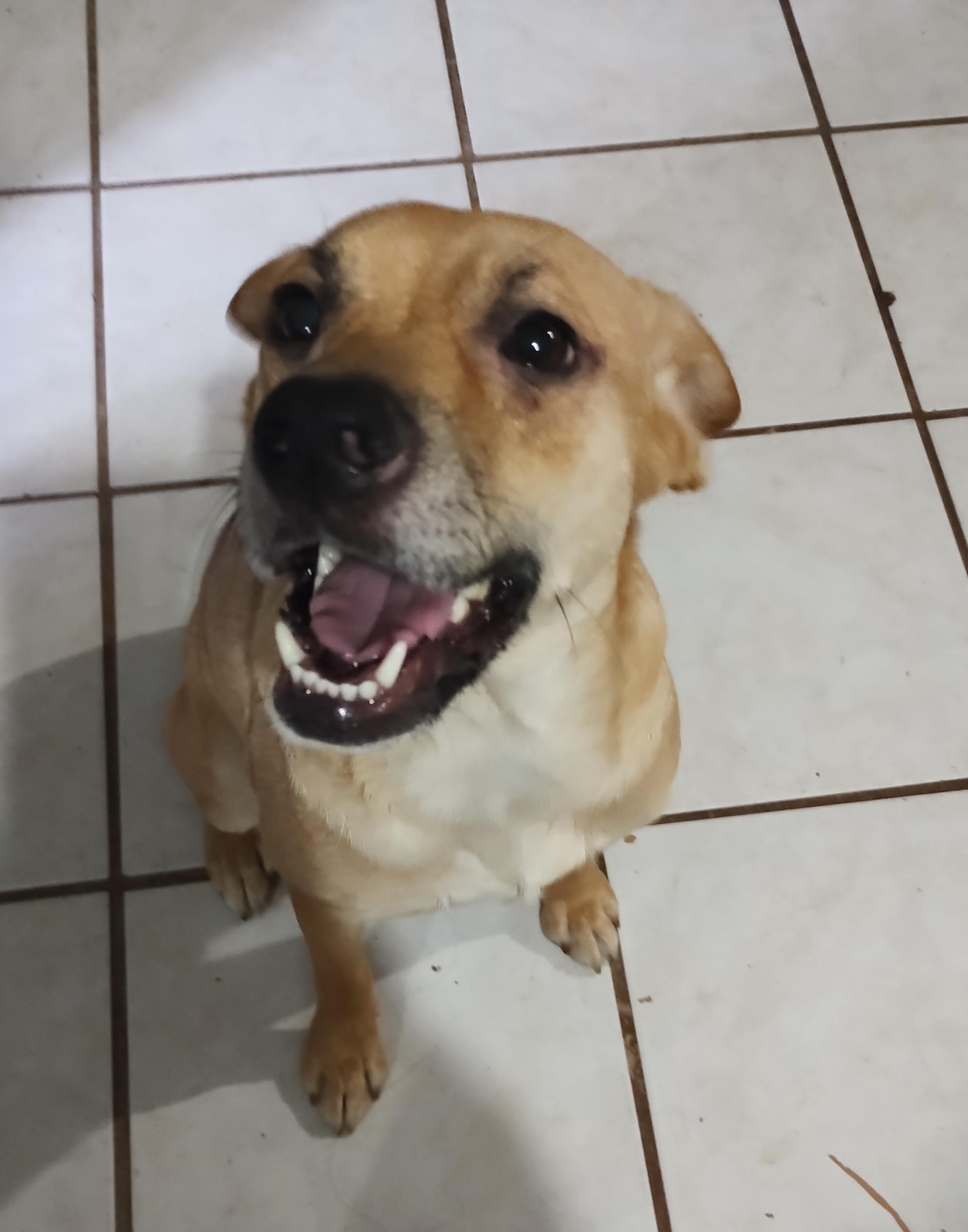 Chikis (2), Adoptable, Young Male Shepherd.