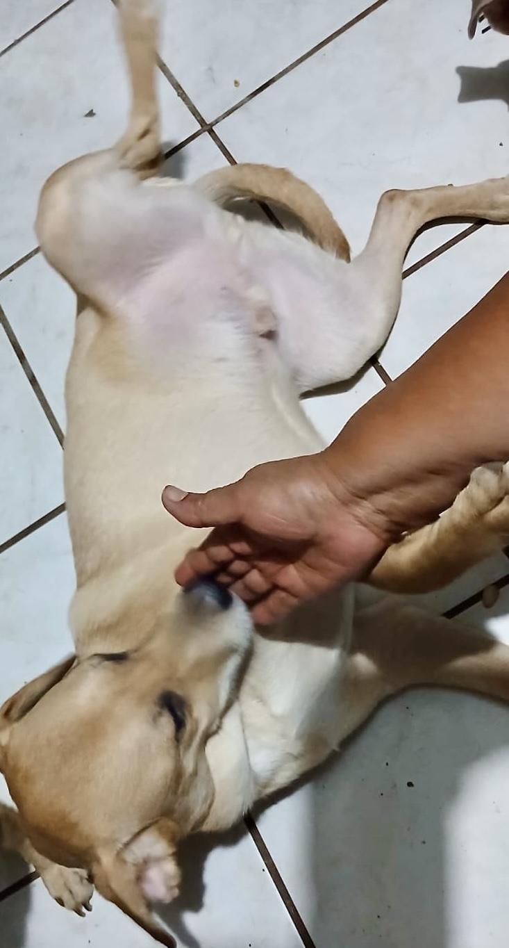 Enlarge Chikis (2), a Adoptable mixed breed in Mexicali, BCN image 4/6