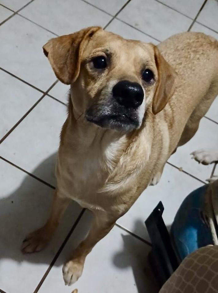 Enlarge Chikis (2), a Adoptable mixed breed in Mexicali, BCN image 2/6