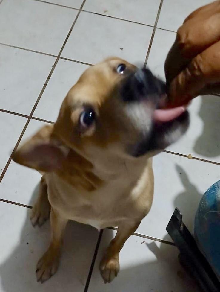 Enlarge Chikis (2), a Adoptable mixed breed in Mexicali, BCN image 5/6