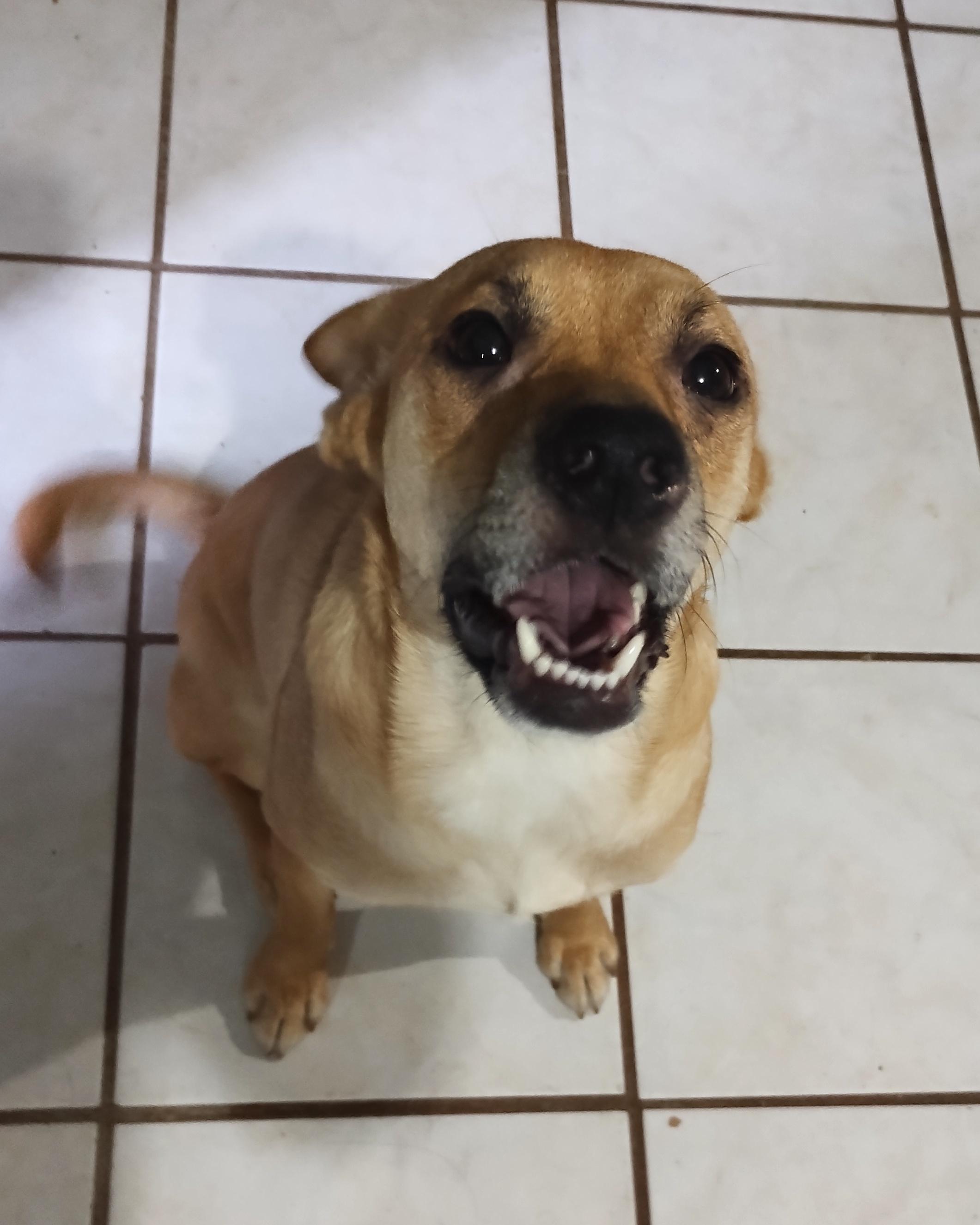 Chikis (2), a Adoptable mixed breed in Mexicali, BCN image 2/6