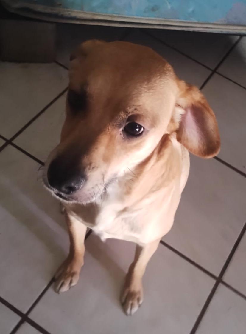 Enlarge Chikis (2), a Adoptable mixed breed in Mexicali, BCN image 4/6