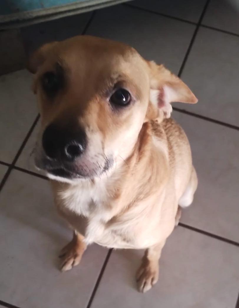 Enlarge Chikis (2), a Adoptable mixed breed in Mexicali, BCN image 2/6