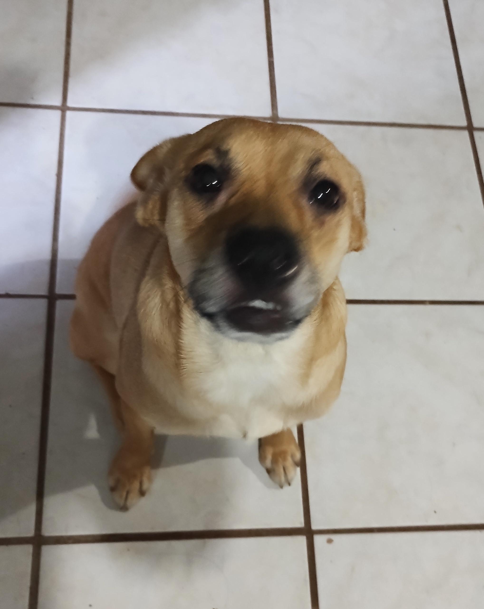 Chikis (2), a Adoptable mixed breed in Mexicali, BCN image 5/6