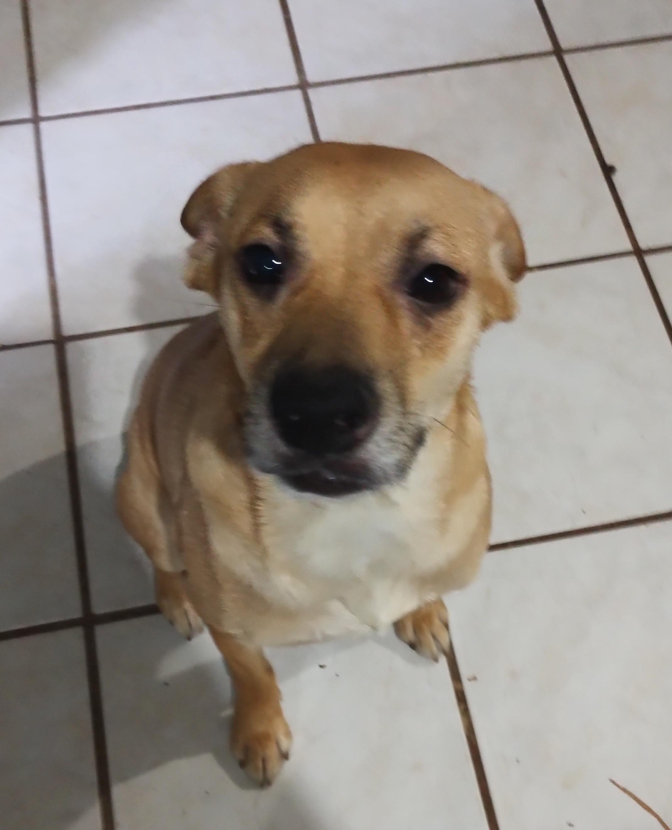 Chikis (2), a Adoptable mixed breed in Mexicali, BCN image 4/6