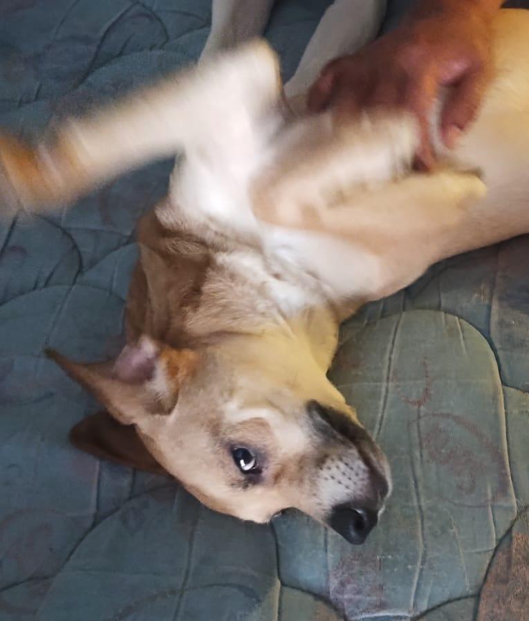 Enlarge Chikis (2), a Adoptable mixed breed in Mexicali, BCN image 3/6