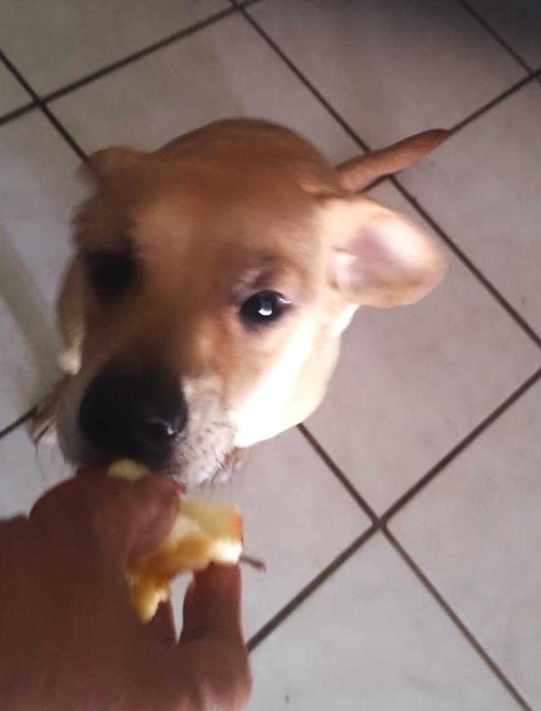 Enlarge Chikis (2), a Adoptable mixed breed in Mexicali, BCN image 5/6